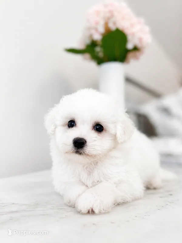 Daisy – Maltipoo puppy for sale in Vestavia Hills, AL