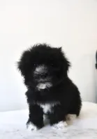 Luna, a female Maltese and Shih Tzu for sale in Vestavia Hills, AL – Photo 4 of 4