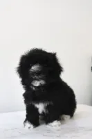 Luna, a female Maltese and Shih Tzu for sale in Vestavia Hills, AL – Photo 3 of 4