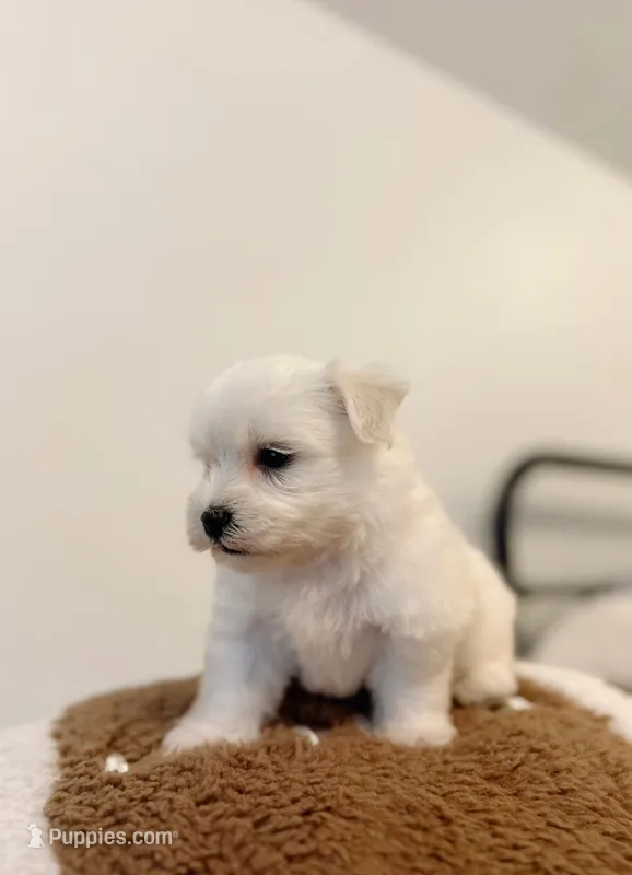 Buddy  – Maltipoo puppy for sale in Vestavia Hills, AL