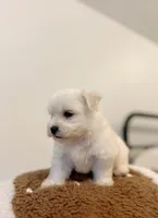Buddy , a male Maltipoo for sale in Vestavia Hills, AL – 1 of 6