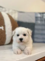 Buddy , a male Maltipoo for sale in Vestavia Hills, AL – 6 of 6