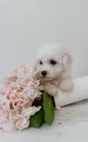 Daisy, a female Maltipoo for sale in Vestavia Hills, AL – 4 of 5