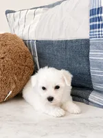 Murphy, a male Maltipoo for sale in Vestavia Hills, AL – 4 of 5