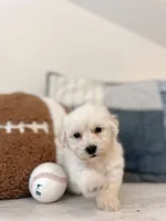 Frankie , a male Maltipoo for sale in Vestavia Hills, AL – 2 of 5