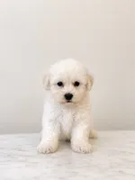 Frankie , a male Maltipoo for sale in Birmingham, AL – 5 of 5