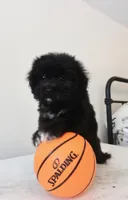 Max, a male Maltese and Shih Tzu for sale in Vestavia Hills, AL – Photo 5 of 5