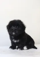 Max, a male Maltese and Shih Tzu for sale in Vestavia Hills, AL – Photo 4 of 5