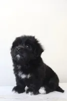 Max, a male Maltese and Shih Tzu for sale in Vestavia Hills, AL – Photo 3 of 5