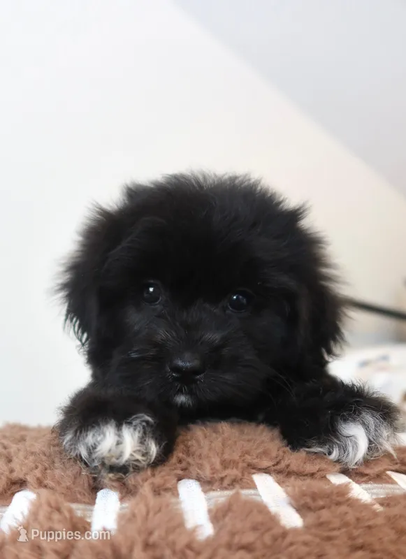 Max – Mal Shi puppy for sale in Vestavia Hills, AL