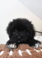 Max, a male Maltese and Shih Tzu for sale in Vestavia Hills, AL – Photo 1 of 5