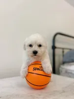 Frankie , a male Maltipoo for sale in Vestavia Hills, AL – 5 of 5