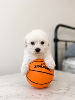 Frankie , a male Maltipoo for sale in Birmingham, AL – 2 of 5