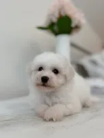 Daisy, a female Maltipoo for sale in Vestavia Hills, AL – 3 of 5