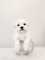 Murphy, a male Maltipoo for sale in Vestavia Hills, AL – 2 of 5