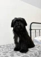 Coco, a female Mal Shi for sale in Vestavia Hills, AL – 2 of 3