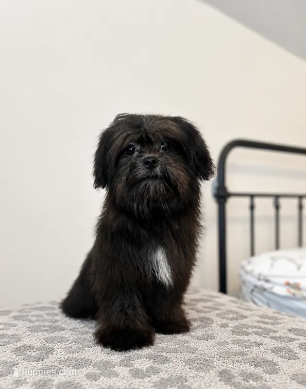 Coco – Mal Shi puppy for sale in Vestavia Hills, AL