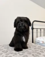 Coco, a female Mal Shi for sale in Vestavia Hills, AL – 1 of 3