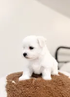 Murphy, a male Maltipoo for sale in Vestavia Hills, AL – 3 of 5