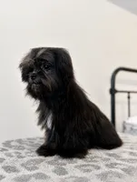 Coco, a female Mal Shi for sale in Vestavia Hills, AL – 3 of 3