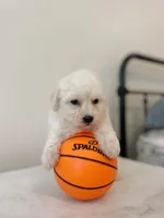 Frankie , a male Maltipoo for sale in Vestavia Hills, AL – 4 of 5
