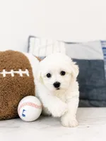 Frankie , a male Maltipoo for sale in Birmingham, AL – 1 of 5