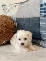 Buddy , a male Maltipoo for sale in Vestavia Hills, AL – 5 of 6