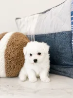 Murphy, a male Maltipoo for sale in Vestavia Hills, AL – 5 of 5