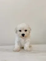 Frankie , a male Maltipoo for sale in Vestavia Hills, AL – 1 of 5