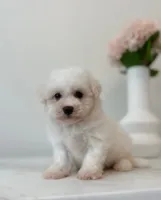 Daisy, a female Maltipoo for sale in Vestavia Hills, AL – 2 of 5