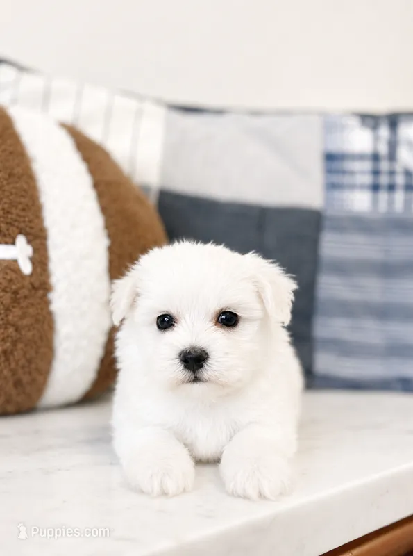 Murphy – Maltipoo puppy for sale in Vestavia Hills, AL
