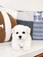 Murphy, a male Maltipoo for sale in Vestavia Hills, AL – 1 of 5