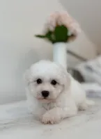 Daisy, a female Maltipoo for sale in Vestavia Hills, AL – 5 of 5