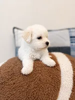 Frankie , a male Maltipoo for sale in Birmingham, AL – 4 of 5
