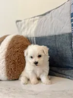 Buddy , a male Maltipoo for sale in Vestavia Hills, AL – 4 of 6