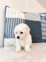 Frankie , a male Maltipoo for sale in Birmingham, AL – 3 of 5