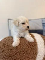 Frankie , a male Maltipoo for sale in Vestavia Hills, AL – 3 of 5