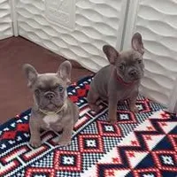 Frenchton Puppy - French Bulldog/Boston Terrier, a female Frenchton for sale in Kuna, ID – Photo 4 of 4