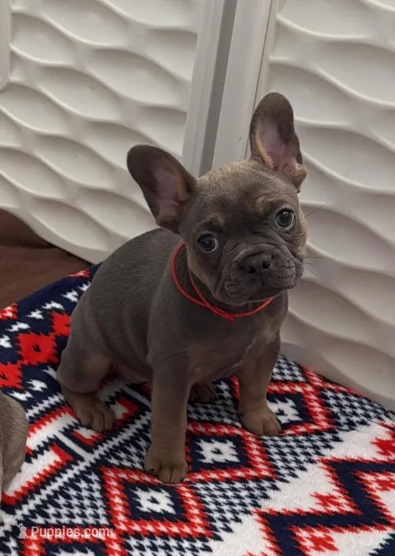 Frenchton Puppy - French Bulldog/Boston Terrier – Frenchton puppy for sale in Kuna, ID