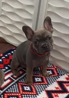 Frenchton Puppy - French Bulldog/Boston Terrier, a female Frenchton for sale in Kuna, ID – Photo 1 of 4