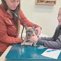 Frenchton Puppy - French Bulldog/Boston Terrier, a female Frenchton for sale in Kuna, ID – Photo 2 of 4