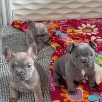 Frenchton Puppy - French Bulldog/Boston Terrier, a female Frenchton for sale in Kuna, ID – Photo 3 of 4