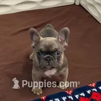Frenchton Puppy - French Bulldog/Boston Terrier – Frenchton puppy for sale in Kuna, ID