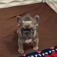 Frenchton Puppy - French Bulldog/Boston Terrier, a male Frenchton for sale in Kuna, ID – Photo 1 of 4