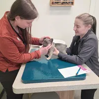 Frenchton Puppy - French Bulldog/Boston Terrier, a male Frenchton for sale in Kuna, ID – Photo 2 of 4