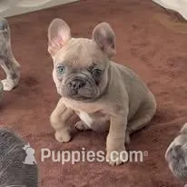 Frenchton Puppy - French Bulldog/Boston Terrier – Frenchton puppy for sale in Kuna, ID