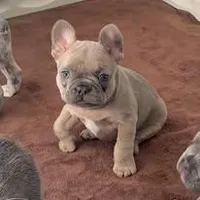 Frenchton Puppy - French Bulldog/Boston Terrier, a male Frenchton for sale in Kuna, ID – Photo 1 of 2