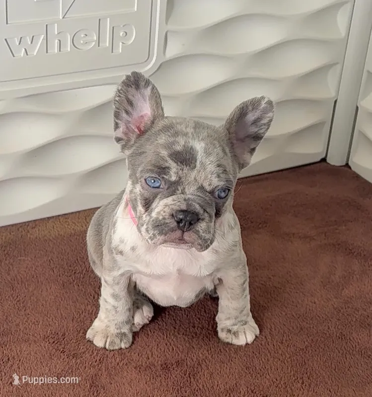 Frenchton Puppy - French Bulldog/Boston Terrier – Frenchton puppy for sale in Kuna, ID