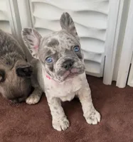 Frenchton Puppy - French Bulldog/Boston Terrier, a female Frenchton for sale in Kuna, ID – Photo 2 of 3