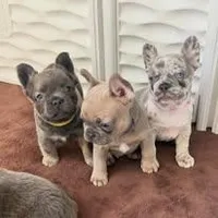 Fluffy Frenchton Puppy - French Bulldog/Boston Terrier, a male Frenchton for sale in Kuna, ID – Photo 2 of 3